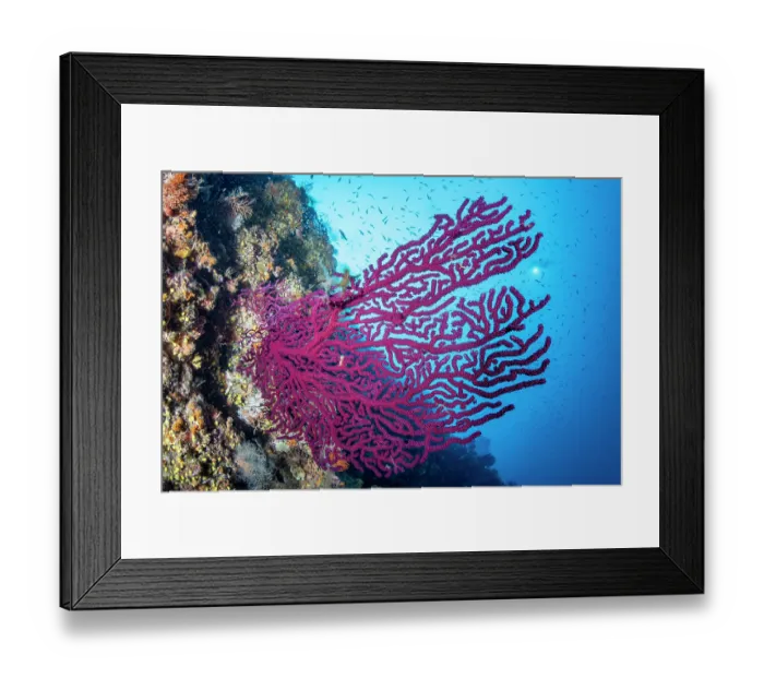 Framed Print : Red sea fan (Paramuricea clavata) on a reef, Vis Island, Croatia, Adriatic Sea Framed Print : Red sea fan (Paramuricea clavata) on a reef, Vis Island, Croatia, Adriatic Sea