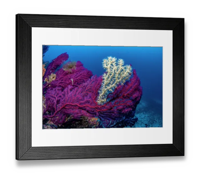 Framed Print : Gold coral (Savalia savaglia) covering a part of Red sea fan, (Paramuricea clavata), Vis Island, Croatia, Adriatic Sea Framed Print : Gold coral (Savalia savaglia) covering a part of Red sea fan, (Paramuricea clavata), Vis Island, Croatia, Adriatic Sea