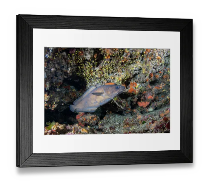 Framed Print : Forkbeard (Phycis phycis) swimming along a reef, Vis Island, Croatia, Adriatic Sea Framed Print : Forkbeard (Phycis phycis) swimming along a reef, Vis Island, Croatia, Adriatic Sea