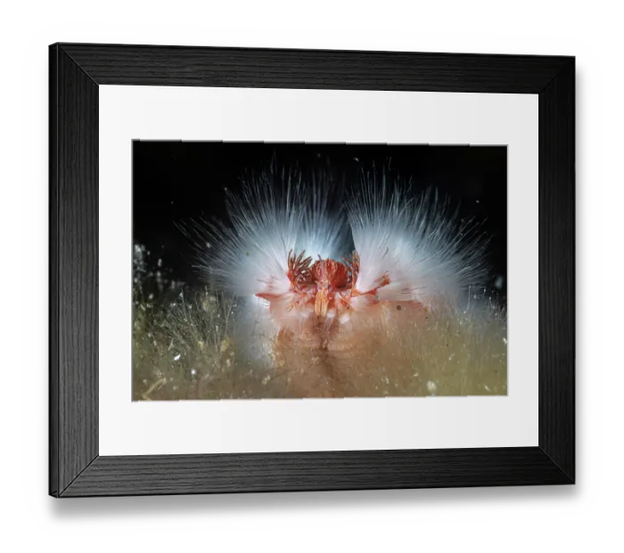 Framed Print : Bearded fireworm (Hermodice carunculata) head detail, Vis Island, Croatia, Adriatic Sea Framed Print : Bearded fireworm (Hermodice carunculata) head detail, Vis Island, Croatia, Adriatic Sea