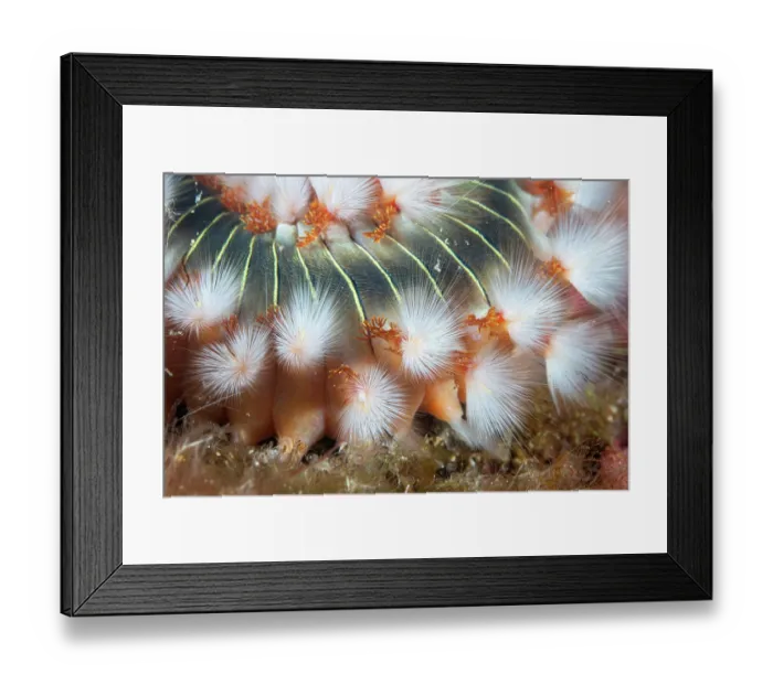 Framed Print : Bearded fireworm (Hermodice carunculata) spines detail, Vis Island, Croatia, Adriatic Sea Framed Print : Bearded fireworm (Hermodice carunculata) spines detail, Vis Island, Croatia, Adriatic Sea