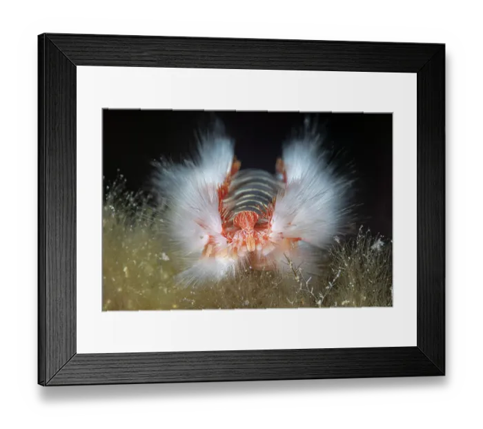 Framed Print : Bearded fireworm (Hermodice carunculata) head detail, Vis Island, Croatia, Adriatic Sea Framed Print : Bearded fireworm (Hermodice carunculata) head detail, Vis Island, Croatia, Adriatic Sea