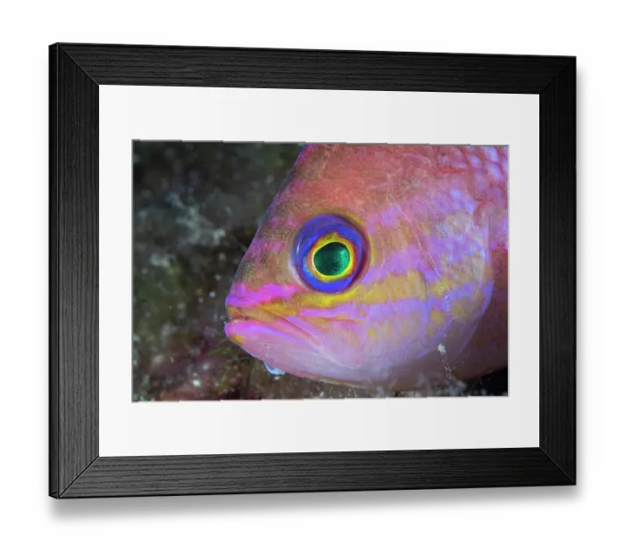 Framed Print : Mediterranean fairy basslet (Anthias anthias) head portrait, Vis Island, Croatia, Adriatic Sea Framed Print : Mediterranean fairy basslet (Anthias anthias) head portrait, Vis Island, Croatia, Adriatic Sea