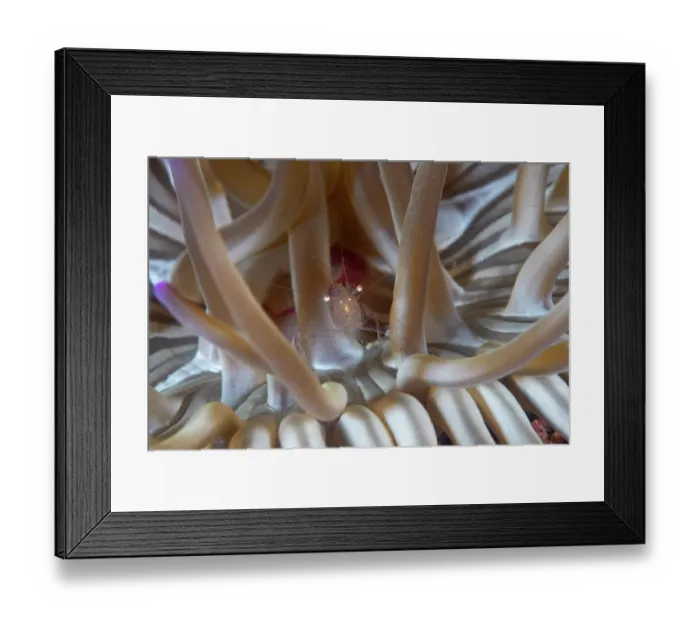 Framed Print : RF - Glass shrimp (Periclimenes scriptus) commensal with Sand anemone (Condylactis aurantiaca), Vis Island, Croatia, Adriatic Sea Framed Print : RF - Glass shrimp (Periclimenes scriptus) commensal with Sand anemone (Condylactis aurantiaca), Vis Island, Croatia, Adriatic Sea