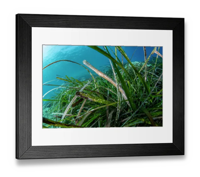 Framed Print : Broadnosed pipefish (Syngnathus typhle) among Mediterranean tapeweed (Posidonia oceanica), Vis Island, Croatia, Adriatic Sea