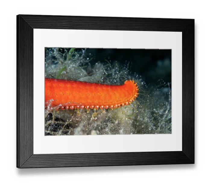Framed Print : Red seastar (Hacelia attenuata) arm detail, Vis Island, Croatia, Adriatic Sea