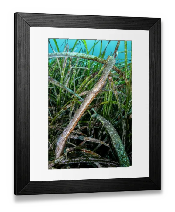 Framed Print : Broadnosed pipefish (Syngnathus typhle) among Mediterranean tapeweed (Posidonia oceanica), Vis Island, Croatia, Adriatic Sea Framed Print : Broadnosed pipefish (Syngnathus typhle) among Mediterranean tapeweed (Posidonia oceanica), Vis Island, Croatia, Adriatic Sea