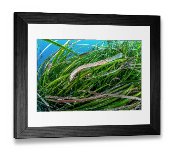 Framed Print : Broadnosed pipefish (Syngnathus typhle) among Mediterranean tapeweed (Posidonia oceanica), Vis Island, Croatia, Adriatic Sea Framed Print : Broadnosed pipefish (Syngnathus typhle) among Mediterranean tapeweed (Posidonia oceanica), Vis Island, Croatia, Adriatic Sea