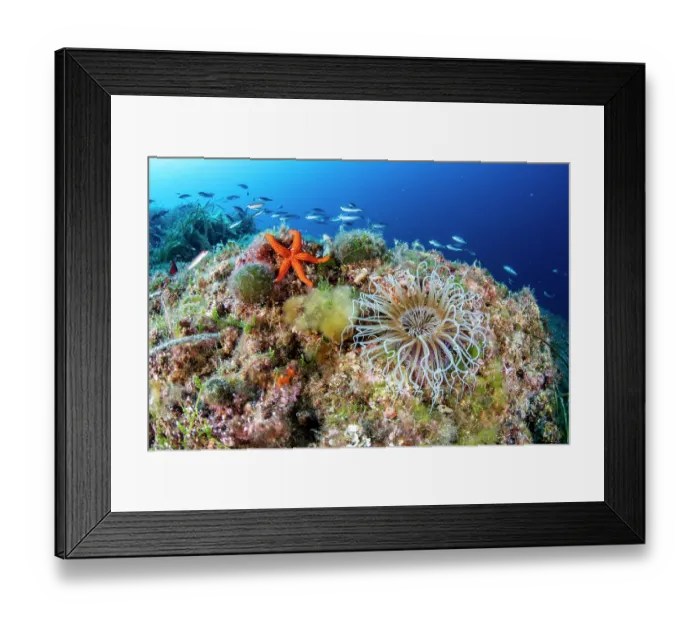 Framed Print : Coloured tube anemone (Cerianthus membranaceus) and Red seastar (Hacelia attenuata) on a reef, Vis Island, Croatia, Adriatic Sea Framed Print : Coloured tube anemone (Cerianthus membranaceus) and Red seastar (Hacelia attenuata) on a reef, Vis Island, Croatia, Adriatic Sea