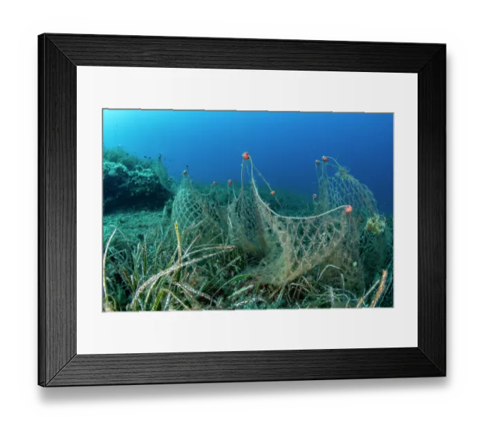 Framed Print : Abandoned fishing net drifting over seabed, Komiza, Vis Island, Croatia, Adriatic Sea Framed Print : Abandoned fishing net drifting over seabed, Komiza, Vis Island, Croatia, Adriatic Sea