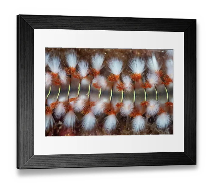 Framed Print : Bearded fireworm (Hermodice carunculata) close up, Vis Island, Croatia, Adriatic Sea Framed Print : Bearded fireworm (Hermodice carunculata) close up, Vis Island, Croatia, Adriatic Sea