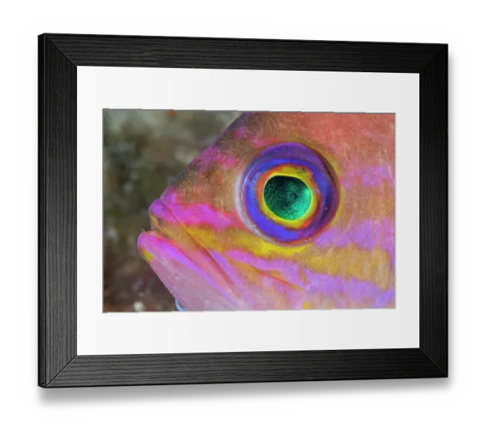 Framed Print : Mediterranean fairy basslet (Anthias anthias) head portrait, Vis Island, Croatia, Adriatic Sea Framed Print : Mediterranean fairy basslet (Anthias anthias) head portrait, Vis Island, Croatia, Adriatic Sea