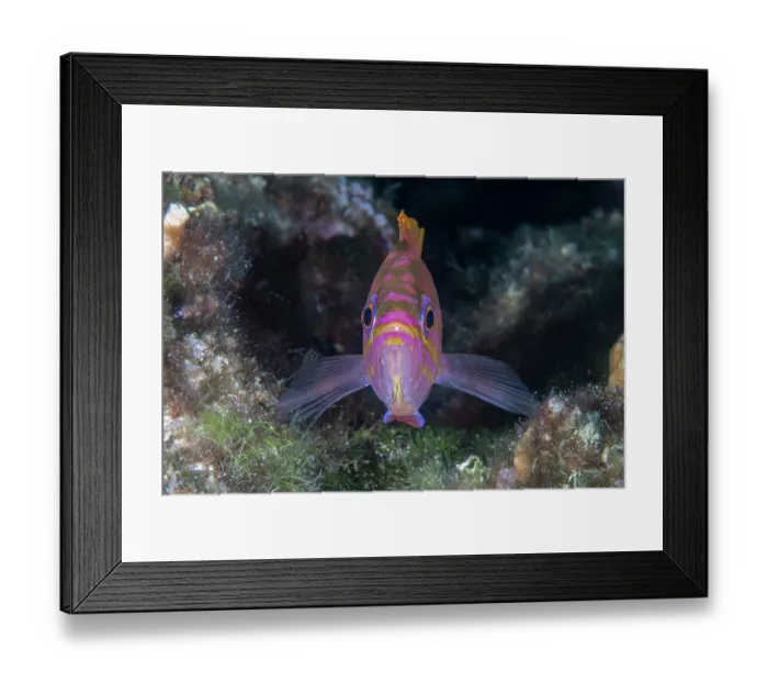 Framed Print : Mediterranean fairy basslet (Anthias anthias) portrait, Vis Island, Croatia, Adriatic Sea Framed Print : Mediterranean fairy basslet (Anthias anthias) portrait, Vis Island, Croatia, Adriatic Sea