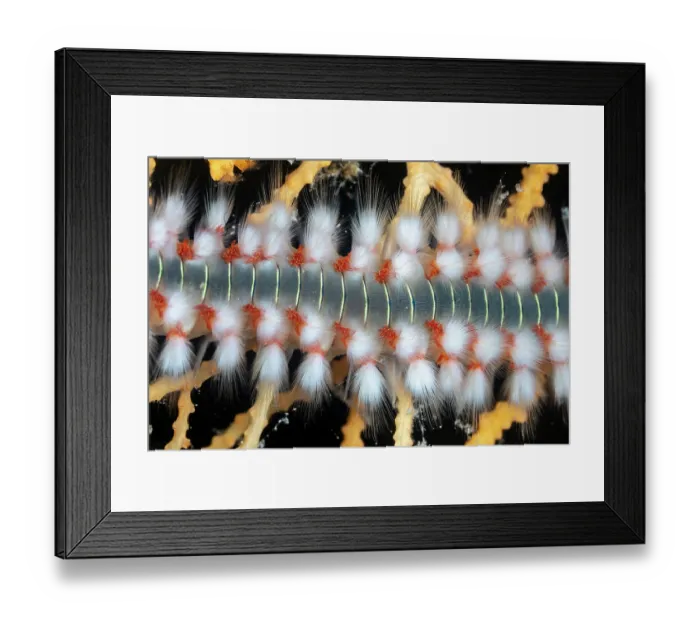 Framed Print : Bearded fireworm (Hermodice carunculata) feeding on a Yellow gorgonian (Eunicella cavolini), Vis Island, Croatia, Adriatic Sea Framed Print : Bearded fireworm (Hermodice carunculata) feeding on a Yellow gorgonian (Eunicella cavolini), Vis Island, Croatia, Adriatic Sea