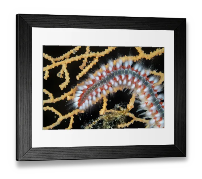 Framed Print : Bearded fireworm (Hermodice carunculata) feeding on a Yellow gorgonian (Eunicella cavolini), Vis Island, Croatia, Adriatic Sea Framed Print : Bearded fireworm (Hermodice carunculata) feeding on a Yellow gorgonian (Eunicella cavolini), Vis Island, Croatia, Adriatic Sea