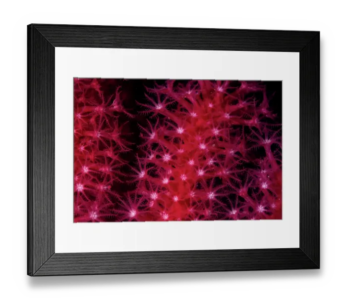 Framed Print : Red sea fan (Paramuricea clavata) polyps detail, Vis Island, Croatia, Adriatic Sea Framed Print : Red sea fan (Paramuricea clavata) polyps detail, Vis Island, Croatia, Adriatic Sea