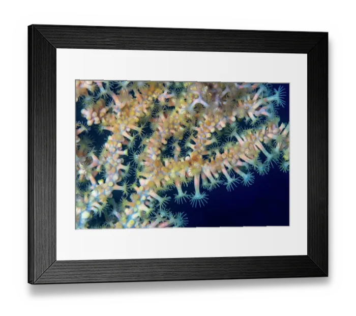 Framed Print : Gold coral (Savalia savaglia) polyps detail, Vis Island, Croatia, Adriatic Sea Framed Print : Gold coral (Savalia savaglia) polyps detail, Vis Island, Croatia, Adriatic Sea