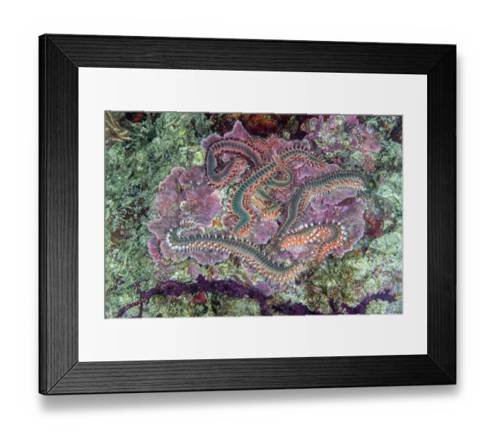 Framed Print : Group of Bearded fireworms (Hermodice carunculata), Vis Island, Croatia, Adriatic Sea Framed Print : Group of Bearded fireworms (Hermodice carunculata), Vis Island, Croatia, Adriatic Sea