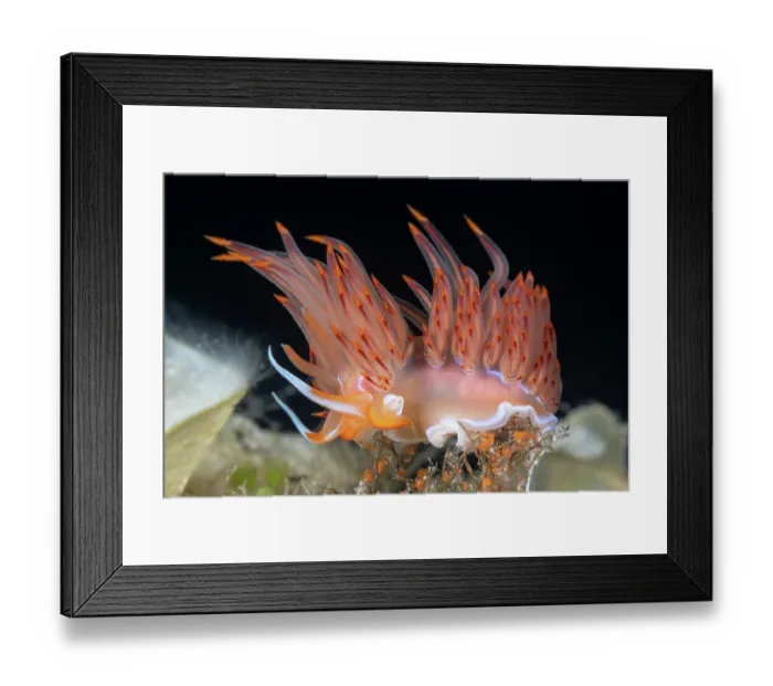 Framed Print : Sea slug (Nemesignis banyulensis) portrait, Vis Island, Croatia, Adriatic Sea Framed Print : Sea slug (Nemesignis banyulensis) portrait, Vis Island, Croatia, Adriatic Sea