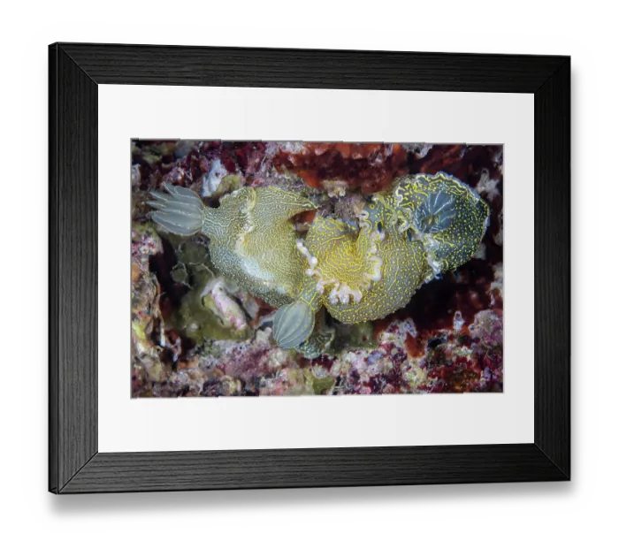 Framed Print : Nudibranchs (Felimare picta) pair mating, Vis Island, Croatia, Adriatic Sea Framed Print : Nudibranchs (Felimare picta) pair mating, Vis Island, Croatia, Adriatic Sea