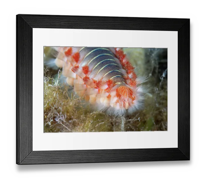 Framed Print : Bearded fireworm (Hermodice carunculata) head detail, Vis Island, Croatia, Adriatic Sea Framed Print : Bearded fireworm (Hermodice carunculata) head detail, Vis Island, Croatia, Adriatic Sea