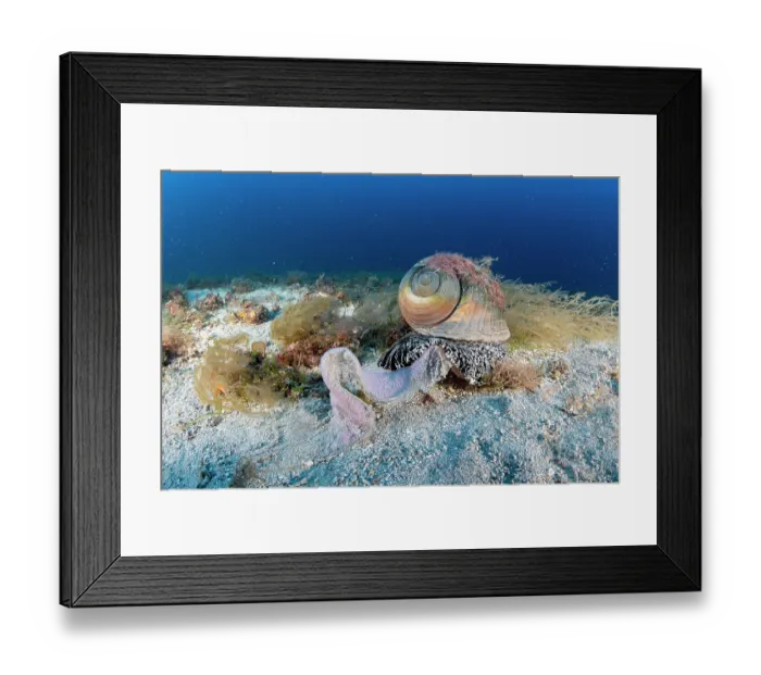 Framed Print : Giant tun (Tonna galea) laying eggs on seabed, Vis Island, Croatia, Adriatic Sea Framed Print : Giant tun (Tonna galea) laying eggs on seabed, Vis Island, Croatia, Adriatic Sea