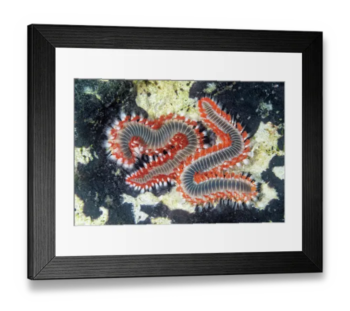 Framed Print : Two Bearded fireworms (Hermodice carunculata) portrait, Vis Island, Croatia, Adriatic Sea Framed Print : Two Bearded fireworms (Hermodice carunculata) portrait, Vis Island, Croatia, Adriatic Sea