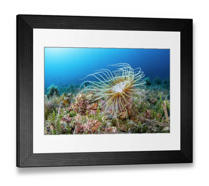 Framed Print : Coloured tube anemone (Cerianthus membranaceus) on seabed, Vis Island, Croatia, Adriatic Sea Framed Print : Coloured tube anemone (Cerianthus membranaceus) on seabed, Vis Island, Croatia, Adriatic Sea