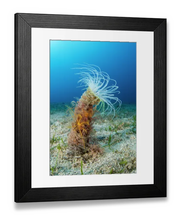 Framed Print : Coloured tube anemone (Cerianthus membranaceus) on seabed, Vis Island, Croatia, Adriatic Sea Framed Print : Coloured tube anemone (Cerianthus membranaceus) on seabed, Vis Island, Croatia, Adriatic Sea