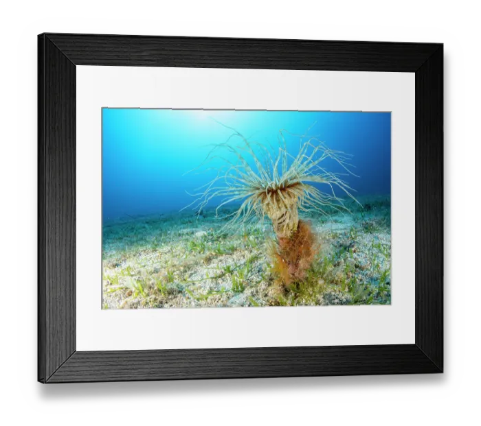 Framed Print : Coloured tube anemone (Cerianthus membranaceus) on seabed, Vis Island, Croatia, Adriatic Sea Framed Print : Coloured tube anemone (Cerianthus membranaceus) on seabed, Vis Island, Croatia, Adriatic Sea
