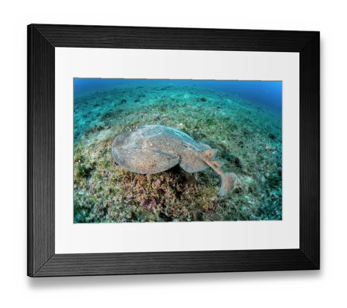 Framed Print : Marbled electric ray (Torpedo marmorata) resting on seabed, Vis Island, Croatia, Adriatic Sea Framed Print : Marbled electric ray (Torpedo marmorata) resting on seabed, Vis Island, Croatia, Adriatic Sea