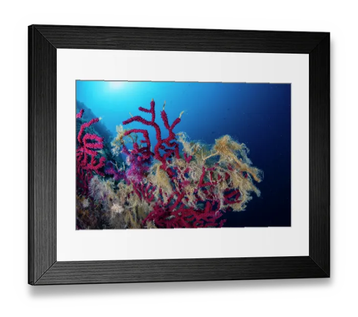 Framed Print : Red sea fan (Paramuricea clavata) damaged from mucilage, Vis Island, Croatia, Adriatic Sea Framed Print : Red sea fan (Paramuricea clavata) damaged from mucilage, Vis Island, Croatia, Adriatic Sea