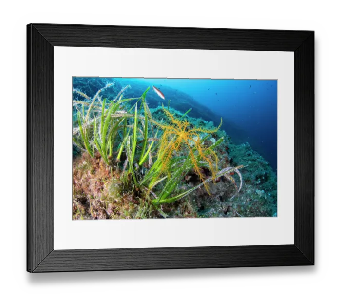 Framed Print : Feather star (Antedon Mediterranea) on Mediterranean tapeweed (Posidonia oceanica), Vis Island, Croatia, Adriatic Sea Framed Print : Feather star (Antedon Mediterranea) on Mediterranean tapeweed (Posidonia oceanica), Vis Island, Croatia, Adriatic Sea