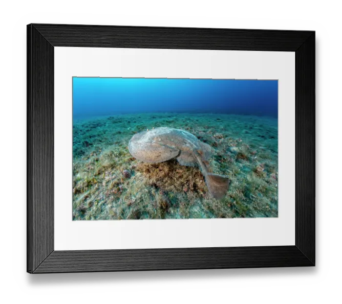 Framed Print : Marbled electric ray (Torpedo marmorata) resting on seabed, Vis Island, Croatia, Adriatic Sea Framed Print : Marbled electric ray (Torpedo marmorata) resting on seabed, Vis Island, Croatia, Adriatic Sea