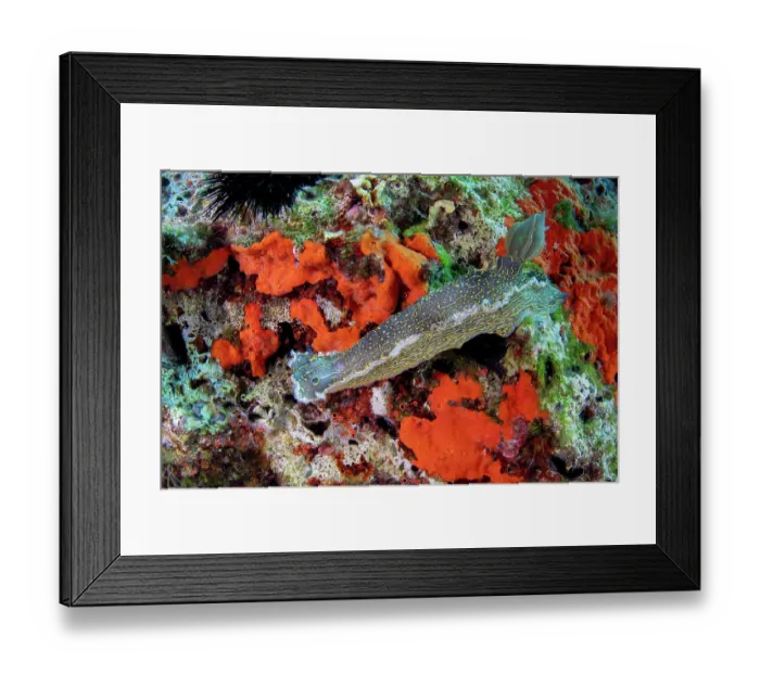 Framed Print : Nudibranch (Felimare picta) on a reef, Vis Island, Croatia, Adriatic Sea Framed Print : Nudibranch (Felimare picta) on a reef, Vis Island, Croatia, Adriatic Sea