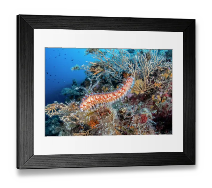 Framed Print : Bearded fireworm (Hermodice carunculata) on the reef, Vis Island, Croatia, Adriatic Sea Framed Print : Bearded fireworm (Hermodice carunculata) on the reef, Vis Island, Croatia, Adriatic Sea