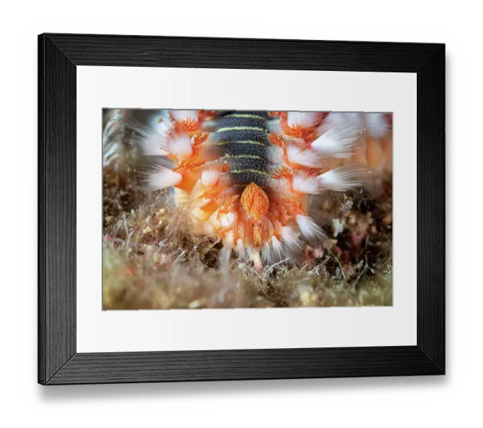 Framed Print : Bearded fireworm (Hermodice carunculata) feeding on fish eggs, close up, Vis Island, Croatia, Adriatic Sea Framed Print : Bearded fireworm (Hermodice carunculata) feeding on fish eggs, close up, Vis Island, Croatia, Adriatic Sea
