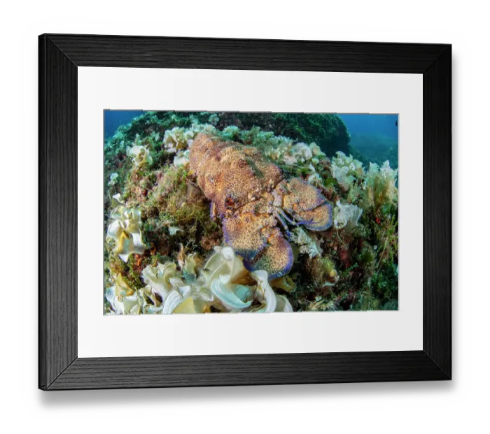Framed Print : Mediterranean slipper lobster (Scyllarides latus) camouflaged on a reef, Vis Island, Croatia, Adriatic Sea Framed Print : Mediterranean slipper lobster (Scyllarides latus) camouflaged on a reef, Vis Island, Croatia, Adriatic Sea
