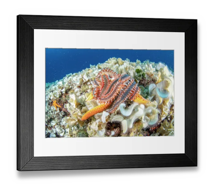 Framed Print : Group of Bearded fireworms (Hermodice carunculata) feeding on a Red seastar, Vis Island, Croatia, Adriatic Sea Framed Print : Group of Bearded fireworms (Hermodice carunculata) feeding on a Red seastar, Vis Island, Croatia, Adriatic Sea