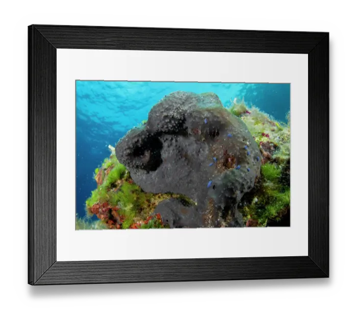 Framed Print : Group of juvenile Nudibranchs (Felimare orsinii) on a Black sponge (Sarcotragus foetidus), Vis Island; Croatia, Adriatic Sea