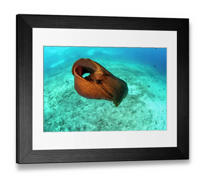 Framed Print : Depilatory sea hare (Aplysia depilans) portrait, Vis Island, Croatia, Adriatic Sea Framed Print : Depilatory sea hare (Aplysia depilans) portrait, Vis Island, Croatia, Adriatic Sea