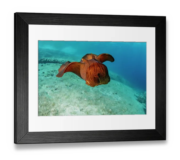 Framed Print : Depilatory sea hare (Aplysia depilans) portrait, Vis Island, Croatia, Adriatic Sea