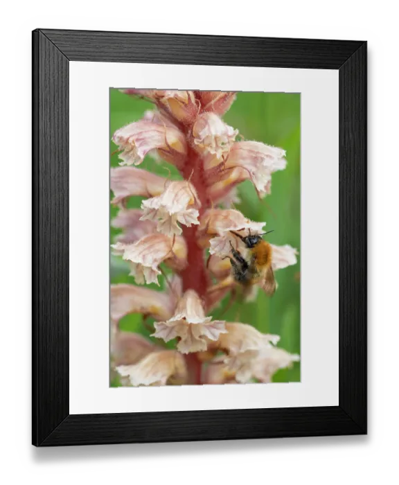 Framed Print : RF - Common carder bumblebee (Bombus pascuorum) nectaring on Amethyst broomrape (Orobanche amethystea) flower, Nijmegen, The Netherlands. May