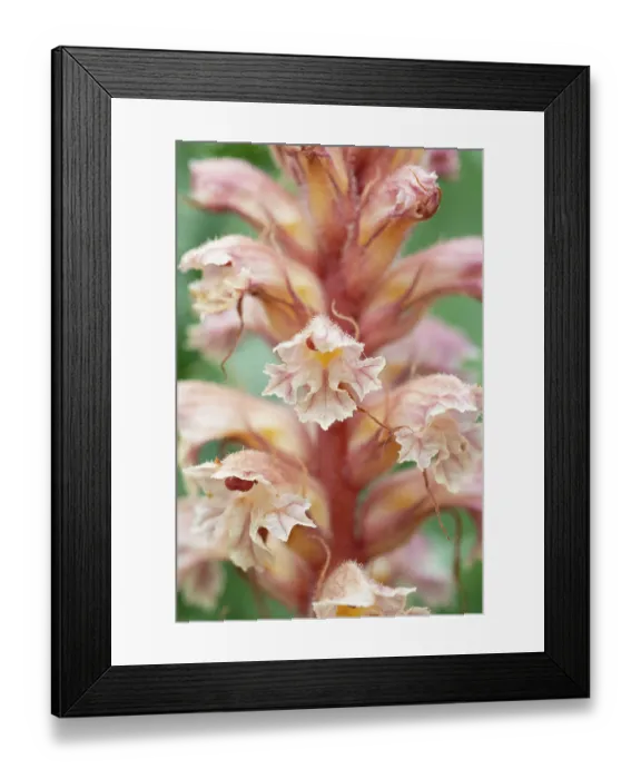 Framed Print : RF - Amethyst broomrape (Orobanche amethystea) in flower, Nijmegen, The Netherlands. May. (This image may be licensed either as rights managed or royalty free.)
