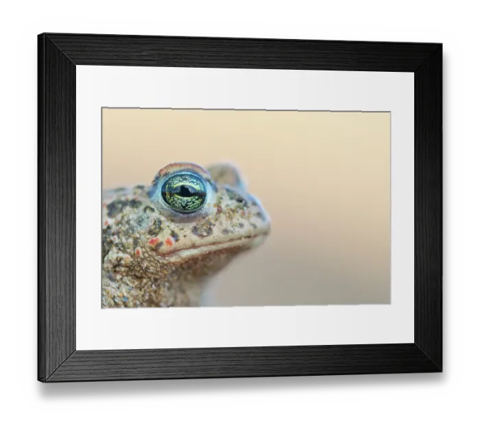 Framed Print : Natterjack toad (Epidalea calamita) head portrait, Millingerwaard, The Netherlands. April Framed Print : Natterjack toad (Epidalea calamita) head portrait, Millingerwaard, The Netherlands. April