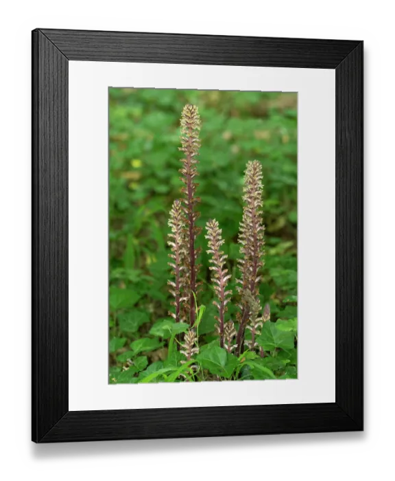 Framed Print : RF - Ivy broomrape (Orobanche hederae) growing among Ivy (Hedera helix), Nijmegen, The Netherlands. June. (This image may be licensed either as rights managed or royalty free.) Framed Print : RF - Ivy broomrape (Orobanche hederae) growing among Ivy (Hedera helix), Nijmegen, The Netherlands. June. (This image may be licensed either as rights managed or royalty free.)
