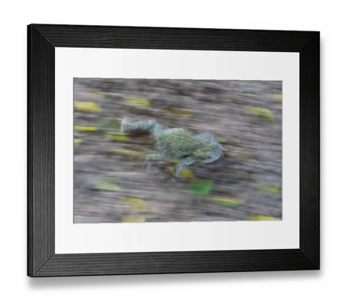Framed Print : Natterjack toad (Epidalea calamita) walking, Millingerwaard, The Netherlands. May Framed Print : Natterjack toad (Epidalea calamita) walking, Millingerwaard, The Netherlands. May