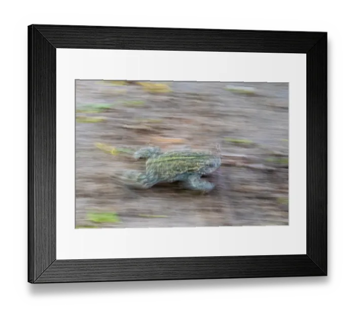 Framed Print : Natterjack toad (Epidalea calamita) walking, Millingerwaard, The Netherlands. May Framed Print : Natterjack toad (Epidalea calamita) walking, Millingerwaard, The Netherlands. May