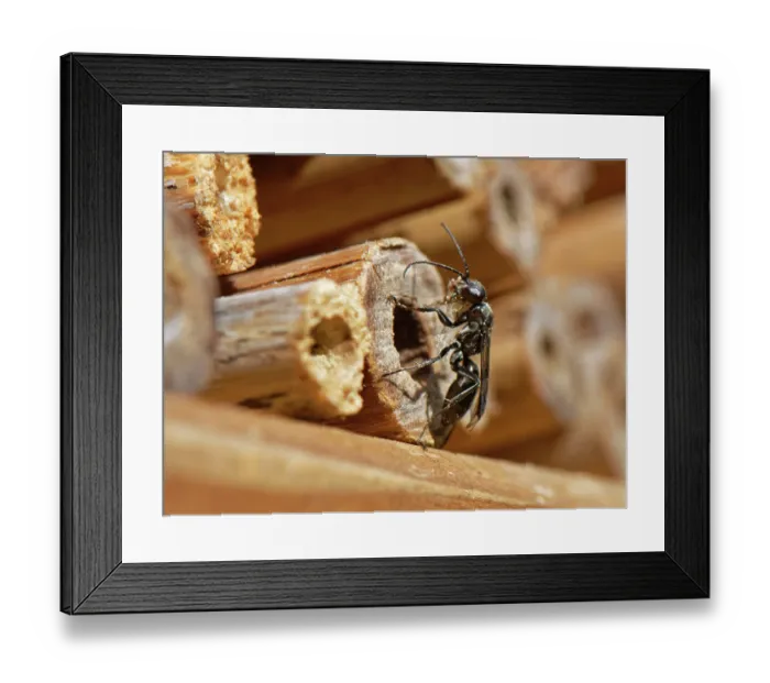 Framed Print : Spider hunting wasp (Dipogon subintermedius) female, carrying wood shavings in its jaws to seal its nest in an insect hotel, Wiltshire, England, UK. July Framed Print : Spider hunting wasp (Dipogon subintermedius) female, carrying wood shavings in its jaws to seal its nest in an insect hotel, Wiltshire, England, UK. July