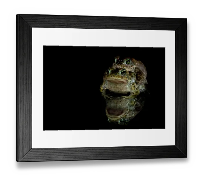 Framed Print : Natterjack toads (Epidalea calamita) pair in amplexus at night, Nijmegen, The Netherlands. May Framed Print : Natterjack toads (Epidalea calamita) pair in amplexus at night, Nijmegen, The Netherlands. May